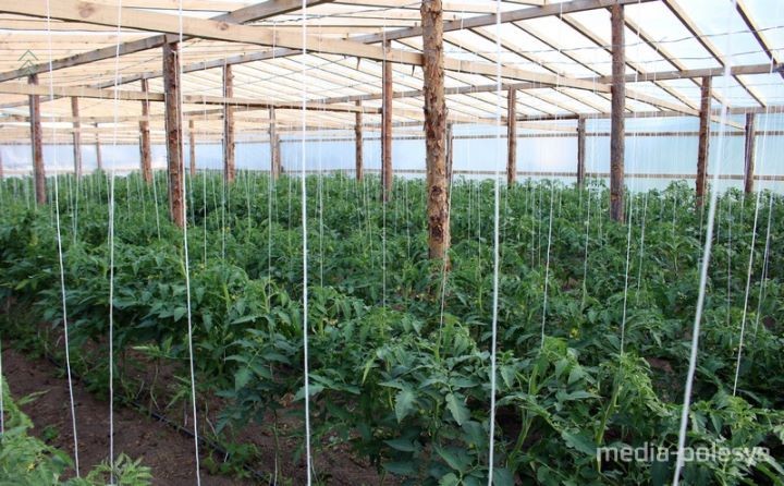 Выращивание огурцов