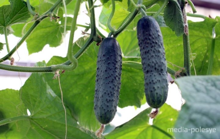 Выращивание огурцов