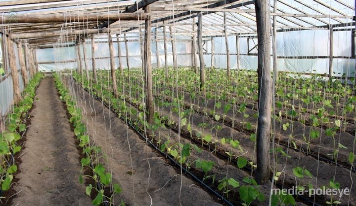 Выращивание огурцов