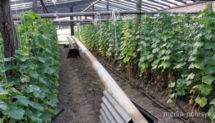 Выращивание огурцов