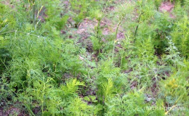 Выращивание огурцов