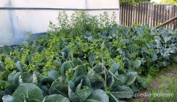 Выращивание огурцов