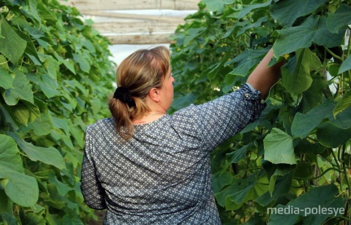 Выращивание огурцов