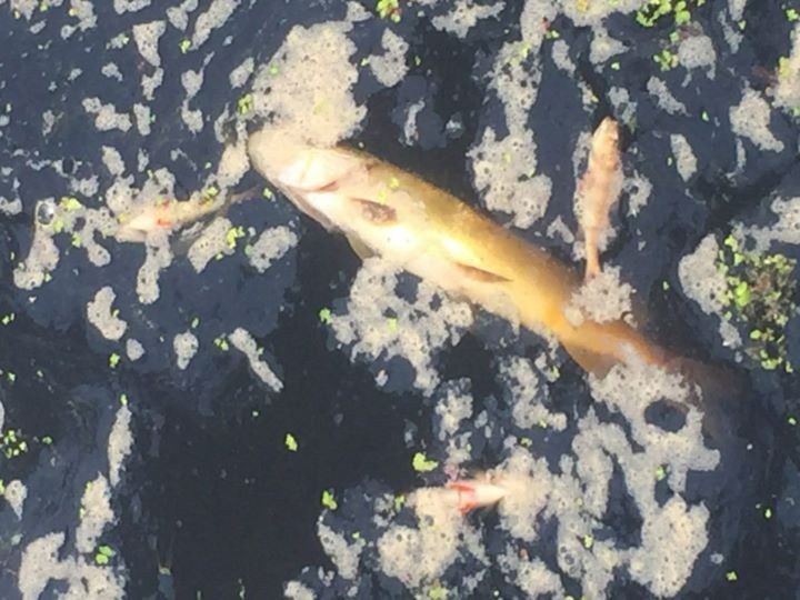 Около Бульково нашли мёртвую рыбу. Что известно?