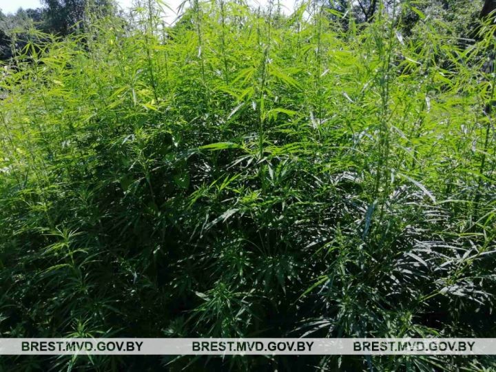 В Брестском районе уничтожили плантации конопли и мака