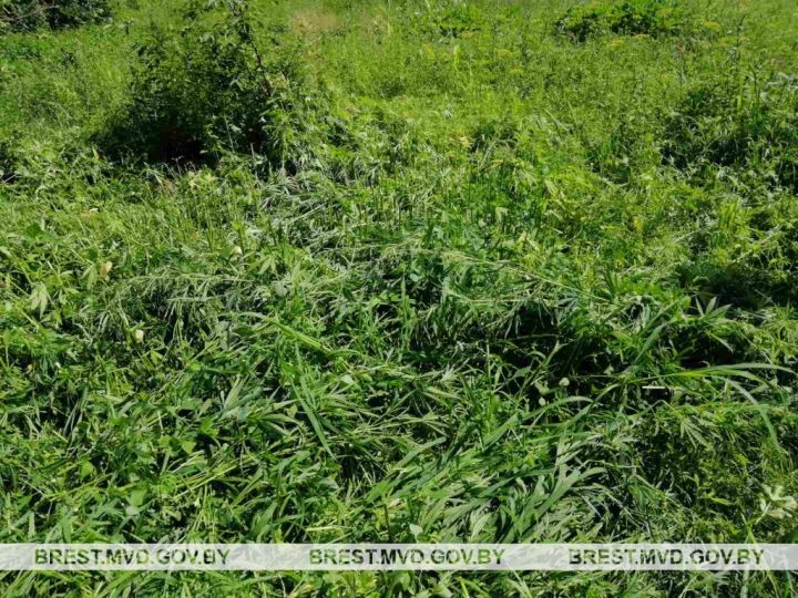 В Брестском районе уничтожили плантации конопли и мака