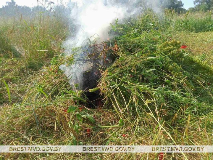 В Брестском районе уничтожили плантации конопли и мака
