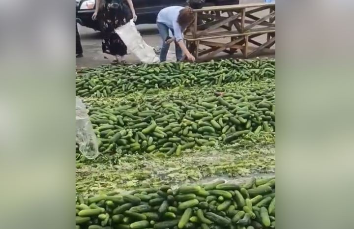 В Ольшанах цена на огурцы упала до 10 копеек за кг. Невостребованные овощи давят машинами
