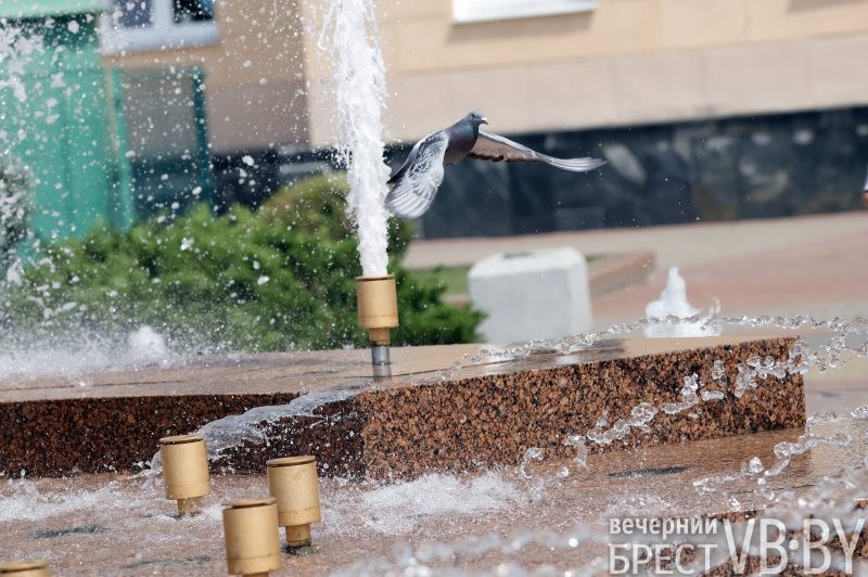 В Бресте к воде тянутся не только люди, но и животные, и птицы