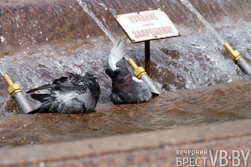 В Бресте к воде тянутся не только люди, но и животные, и птицы