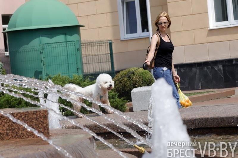 В Бресте к воде тянутся не только люди, но и животные, и птицы
