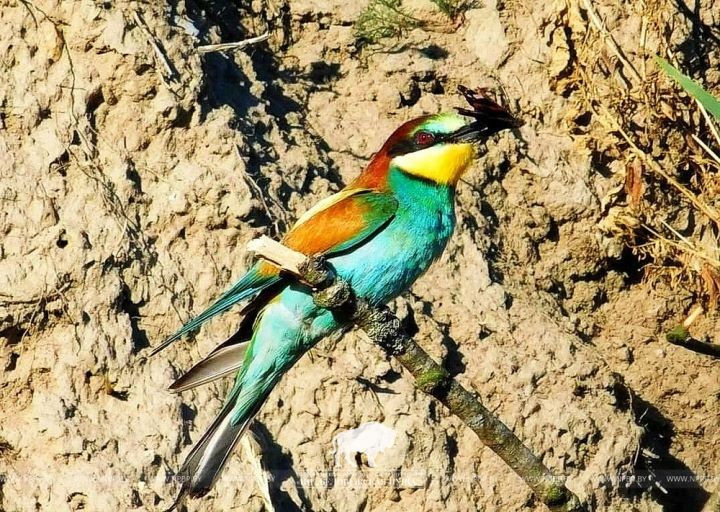 Золотистые щурки вновь загнездились в Беловежской пуще