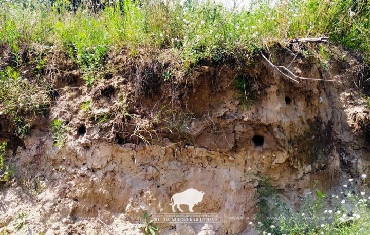 Золотистые щурки вновь загнездились в Беловежской пуще