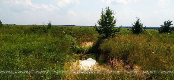 Золотистые щурки вновь загнездились в Беловежской пуще