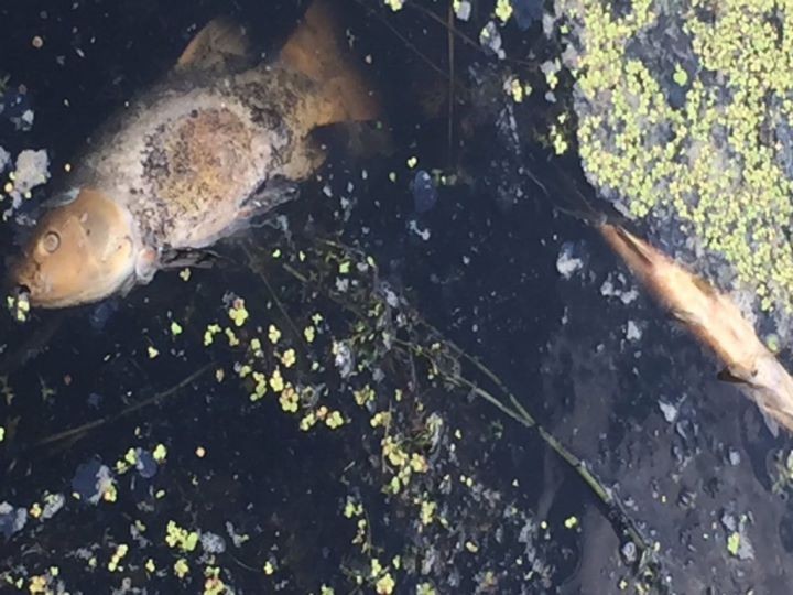 Экологическая ситуация на реке Лесной остается сложной