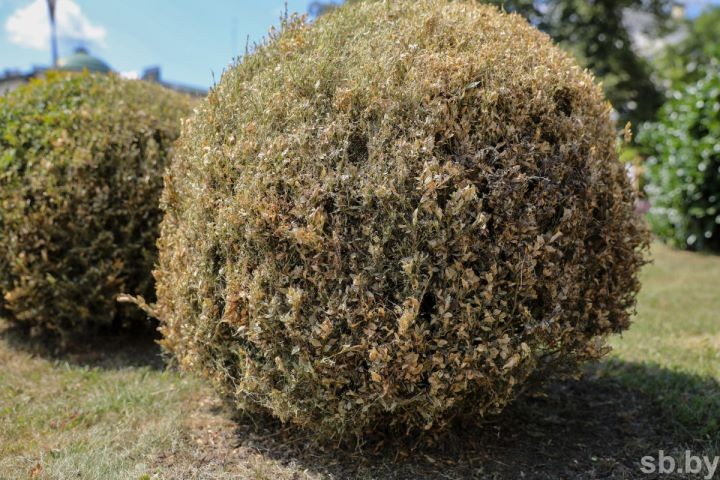 Самшит в огневке. В Бресте из-за бабочки прекращают высаживать популярный вечнозеленый кустарник