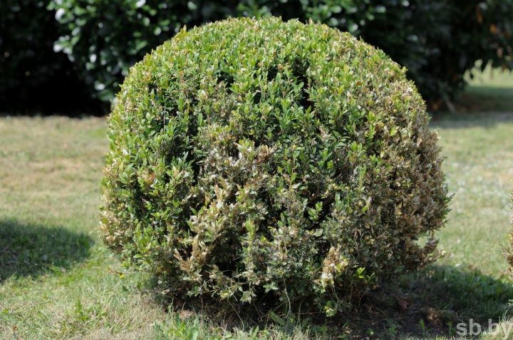 Самшит в огневке. В Бресте из-за бабочки прекращают высаживать популярный вечнозеленый кустарник