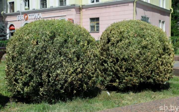 Самшит в огневке. В Бресте из-за бабочки прекращают высаживать популярный вечнозеленый кустарник