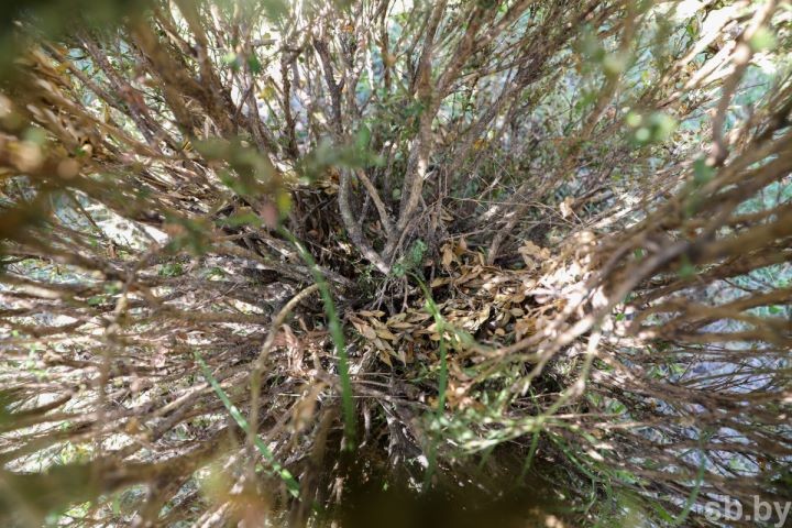 Самшит в огневке. В Бресте из-за бабочки прекращают высаживать популярный вечнозеленый кустарник