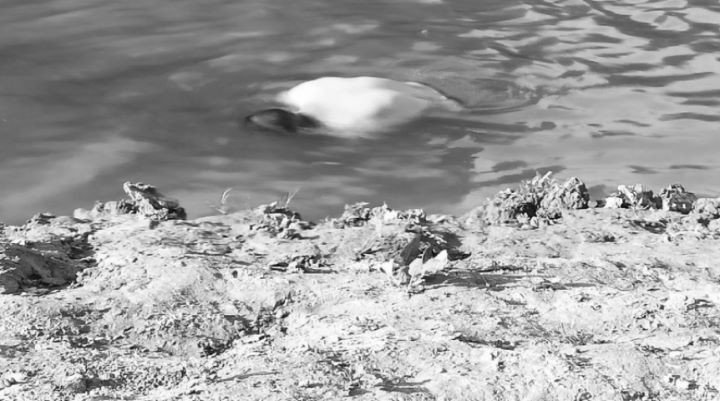 Фото из открытых источников (иллюстрация)