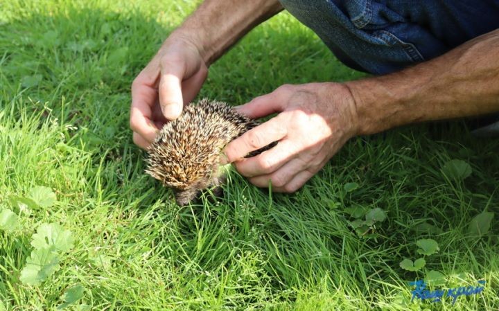 Житель Брестской области купил дом в деревне и разводит во дворе золотых рыбок, черепах, кроликов и морских свинок
