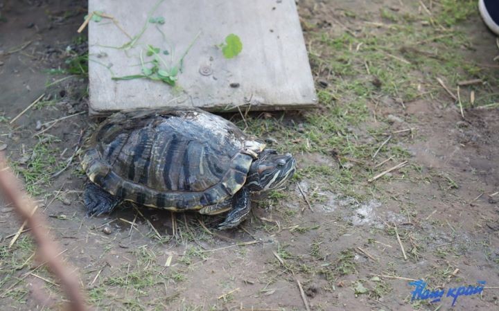 Житель Брестской области купил дом в деревне и разводит во дворе золотых рыбок, черепах, кроликов и морских свинок