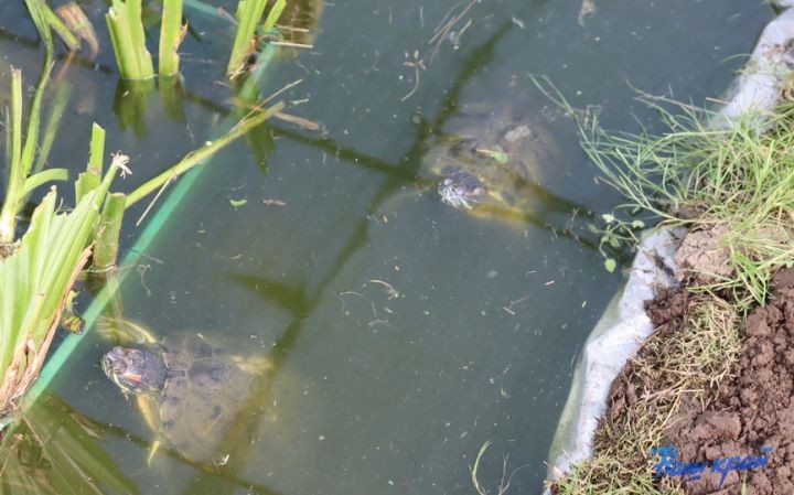 Житель Брестской области купил дом в деревне и разводит во дворе золотых рыбок, черепах, кроликов и морских свинок