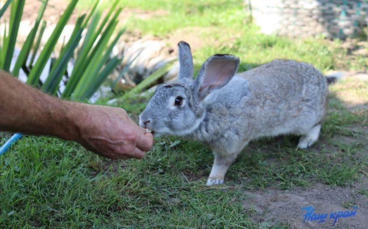 Житель Брестской области купил дом в деревне и разводит во дворе золотых рыбок, черепах, кроликов и морских свинок