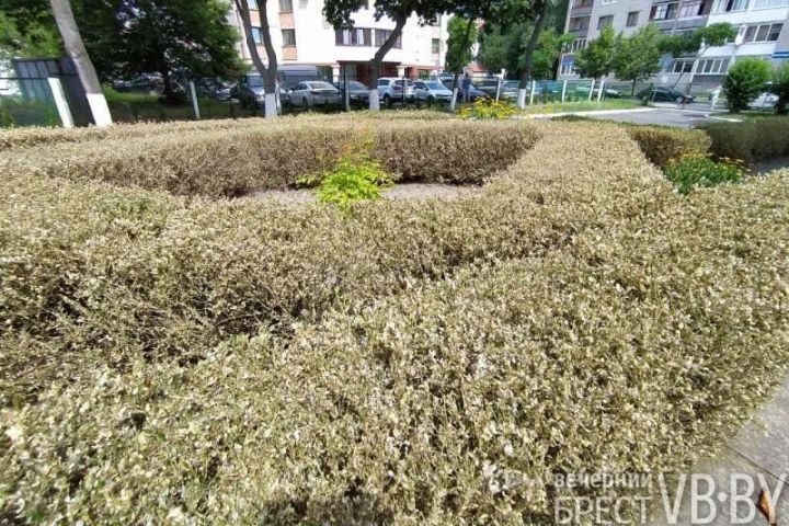 Огневка сжигает без дыма. Брест рискует утратить один из символов последних лет