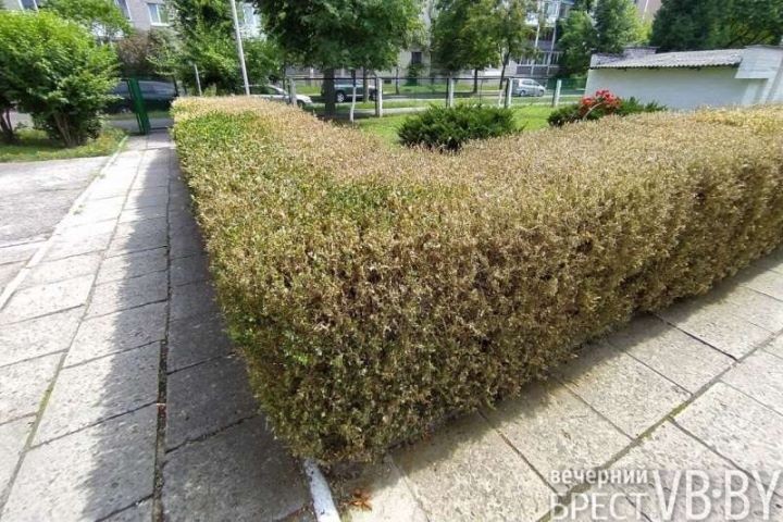 Огневка сжигает без дыма. Брест рискует утратить один из символов последних лет