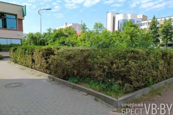 Огневка сжигает без дыма. Брест рискует утратить один из символов последних лет