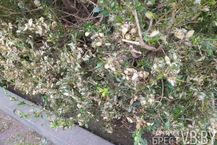 Огневка сжигает без дыма. Брест рискует утратить один из символов последних лет