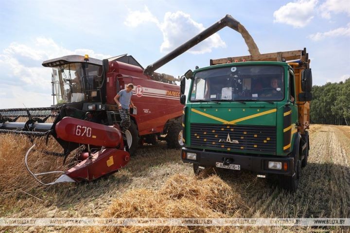 Уборка хлебов уже стартовала на Брестчине