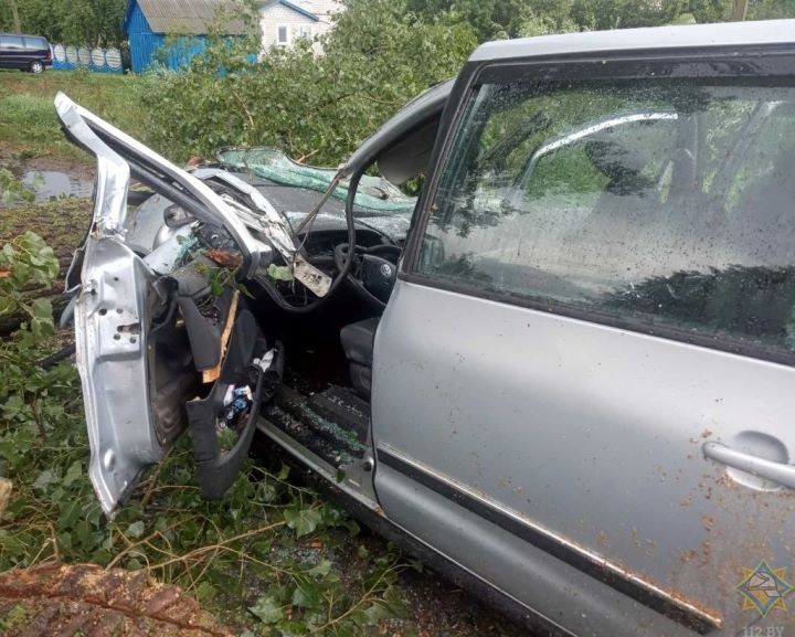 В Брестской области на двигавшийся автомобиль рухнуло дерево