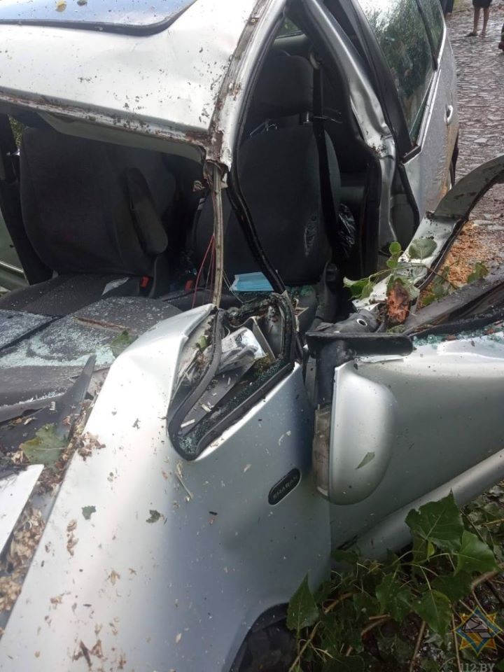 В Брестской области на двигавшийся автомобиль рухнуло дерево