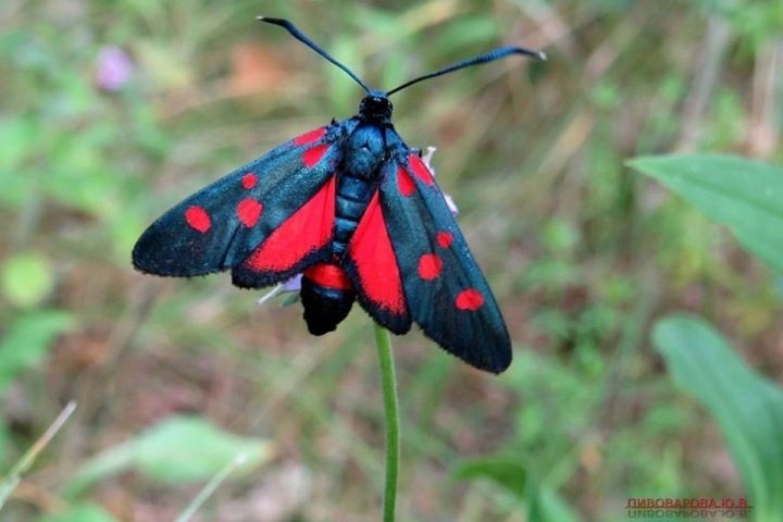 Жительница Брестской области несколько лет наблюдает за ядовитыми бабочками, публикует шикарные фото и объясняет, что ее так увлекло