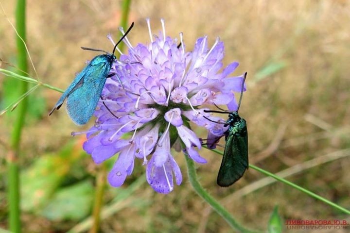 Жительница Брестской области несколько лет наблюдает за ядовитыми бабочками, публикует шикарные фото и объясняет, что ее так увлекло