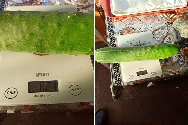 Посмотрите, сколько завесил овощ-гигант, выращенный жителем Брестской области