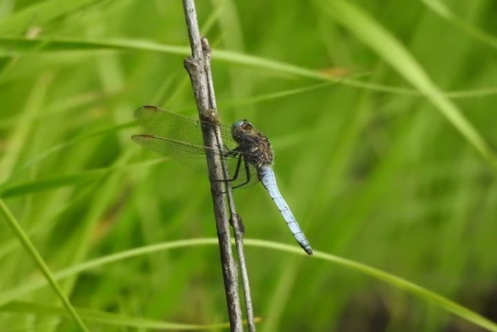 На Ольманских болотах нашли стрекозу малую голубую - новый для Беларуси вид