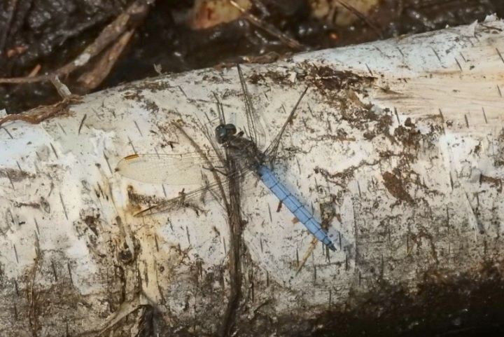 На Ольманских болотах нашли стрекозу малую голубую - новый для Беларуси вид