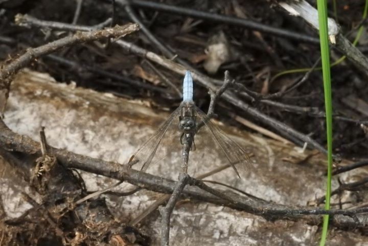 На Ольманских болотах нашли стрекозу малую голубую - новый для Беларуси вид