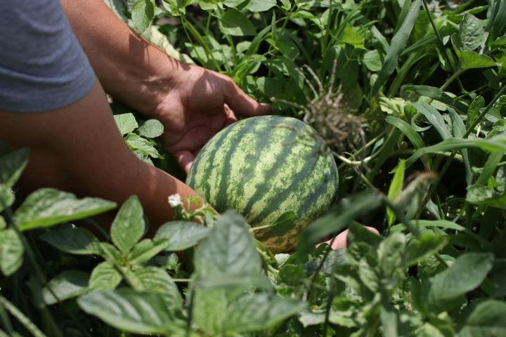 В Каменецком районе выращивают домашнюю увесистую бахчу