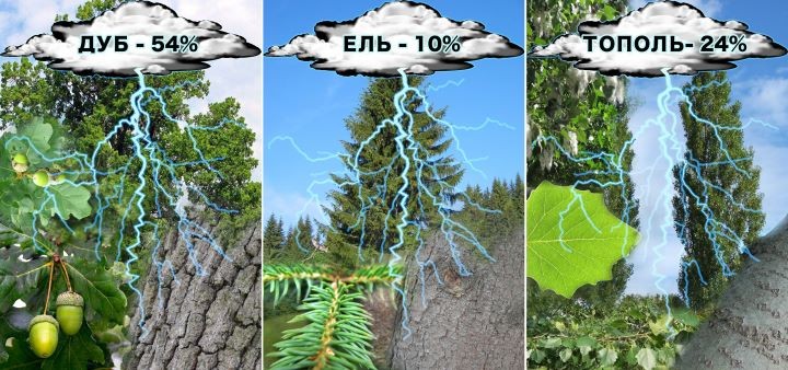 Самое опасное дерево во время грозы - дуб, в него чаще всего бьет молния. Фото: МЧС