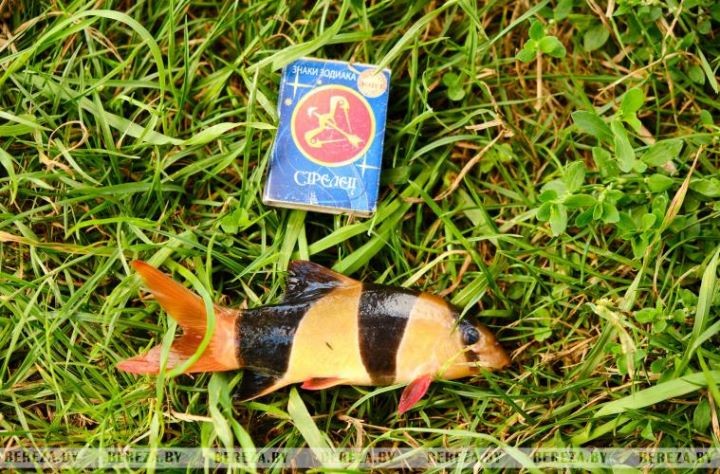 В Березовском «лягушатнике» завелись рыбы-клоуны. И это не шутка!