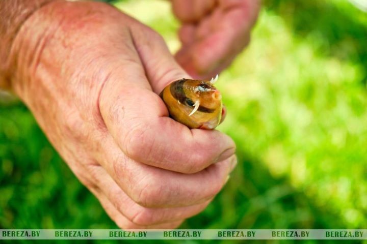 В Березовском «лягушатнике» завелись рыбы-клоуны. И это не шутка!