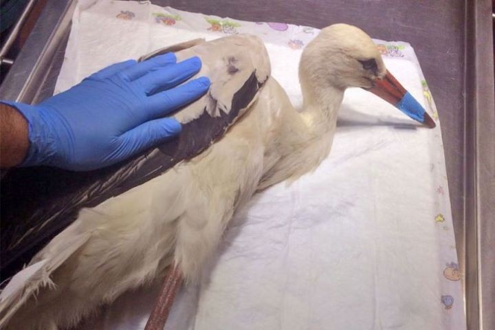 Как кобринчане за свои средства спасают аистов, которые попали в беду