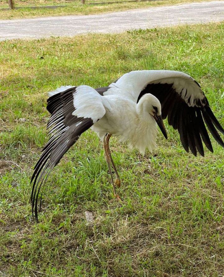 Как кобринчане за свои средства спасают аистов, которые попали в беду
