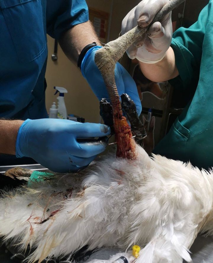 Как кобринчане за свои средства спасают аистов, которые попали в беду