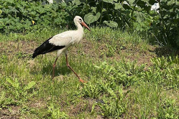 Как кобринчане за свои средства спасают аистов, которые попали в беду