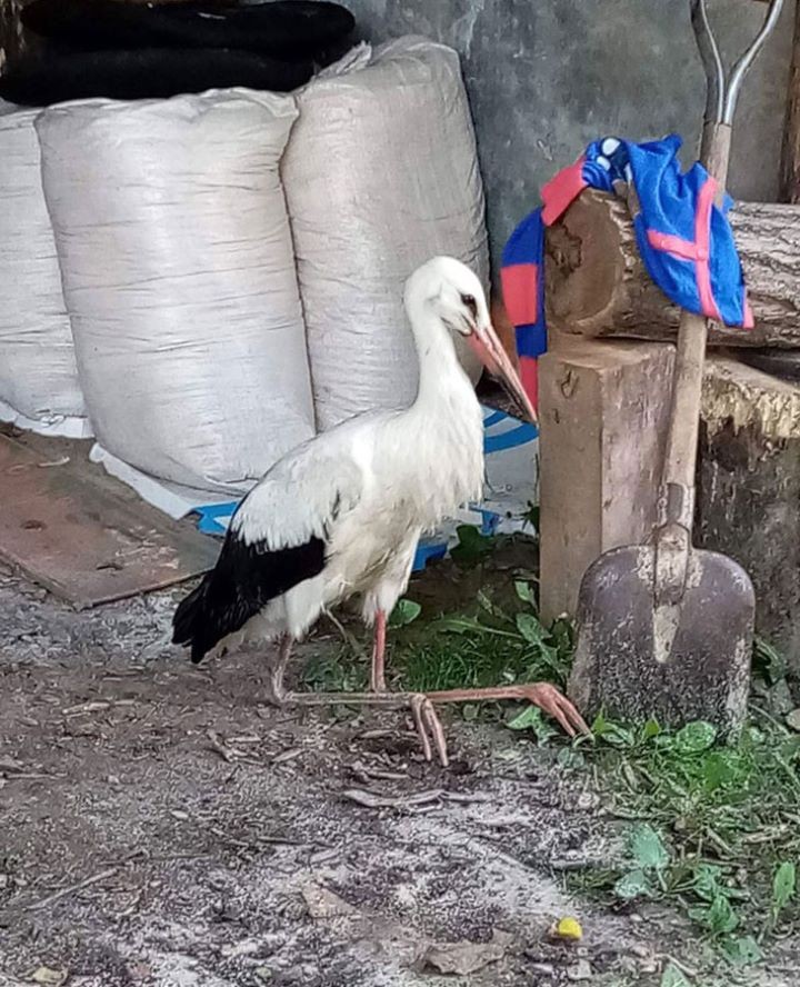Как кобринчане за свои средства спасают аистов, которые попали в беду